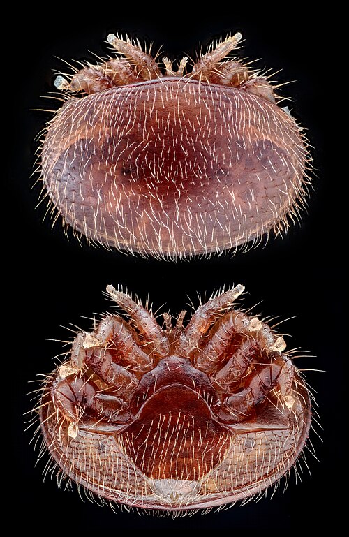 Varroa destructor